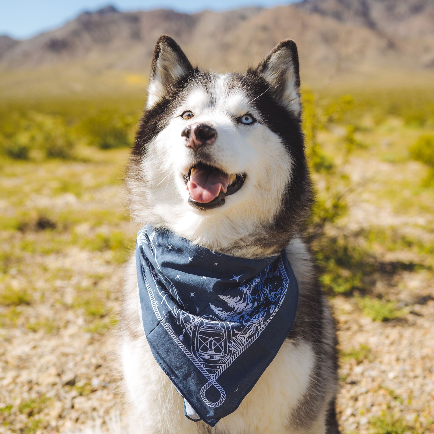 1989 dog bandana